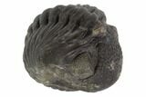 Wide, Enrolled Pedinopariops Trilobite - Mrakib, Morocco #125109-1